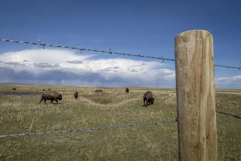 Bison on the Blackfeet Indian Reservation in northeast Montana.