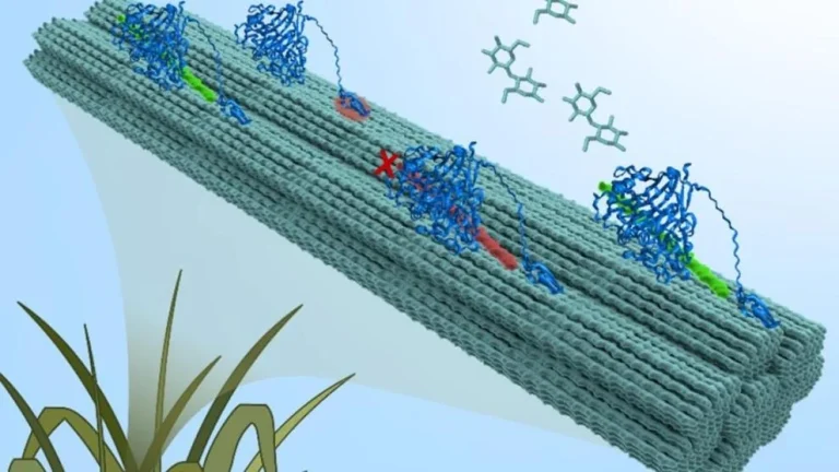 This graphic depicts cellulose that are structural components of plants that are being broken down into simple sugars by enzymes.