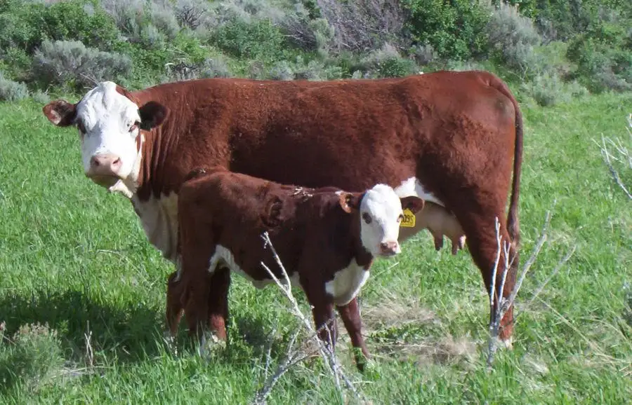 Give time for cows