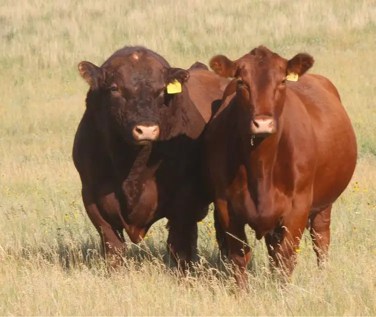 BeefTalk: Do not be afraid to moderate cow size
