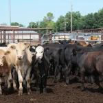 Cattle on Feed report not as Grinch-like as it appeared
