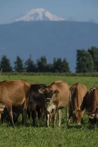 cows graze in a pasture in Lynden