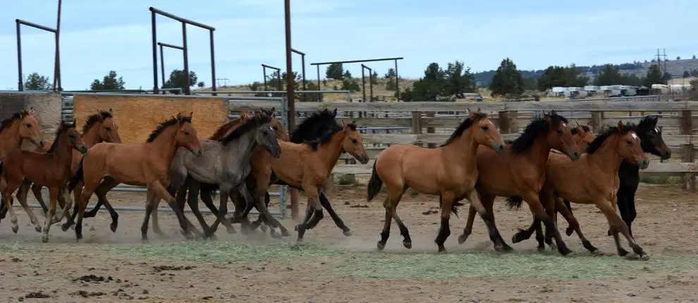 Oregon judge upholds feral horse removal