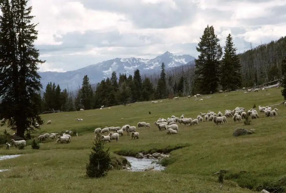 29 Cover-Sheep.jpg
