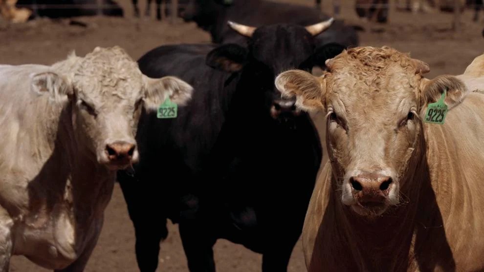 New livestock disaster aid released