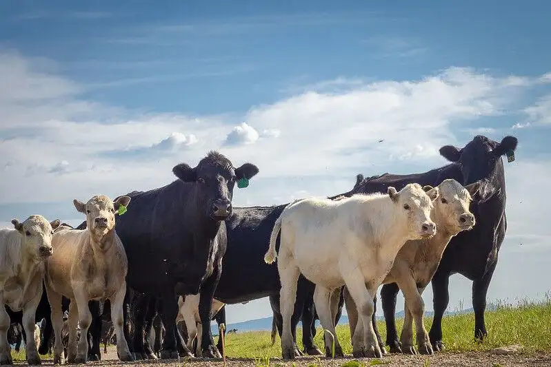 Montana Stockgrowers announces Cattle Drive Program winners