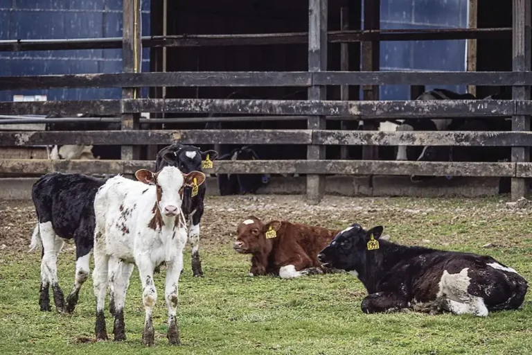 dairy calves