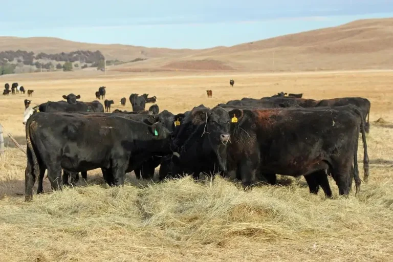Limit feeding cows corn as an alternative to hay