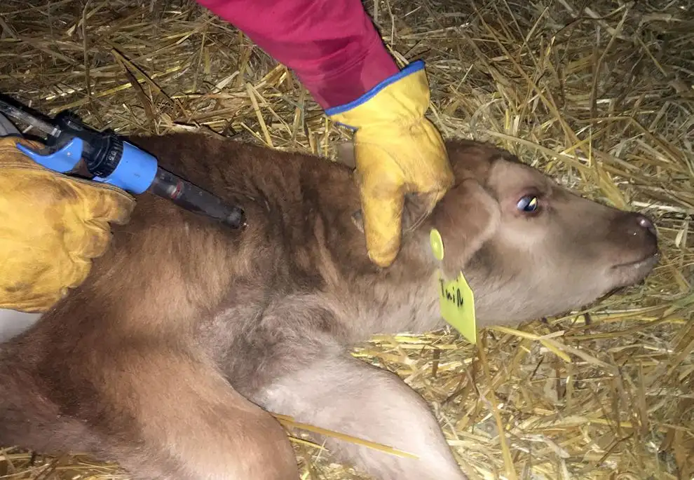 What makes a dummy calf?