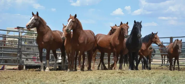 Senate appropriates $35M for horse management