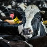 More beef semen used in dairy cows