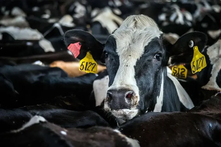 More beef semen used in dairy cows