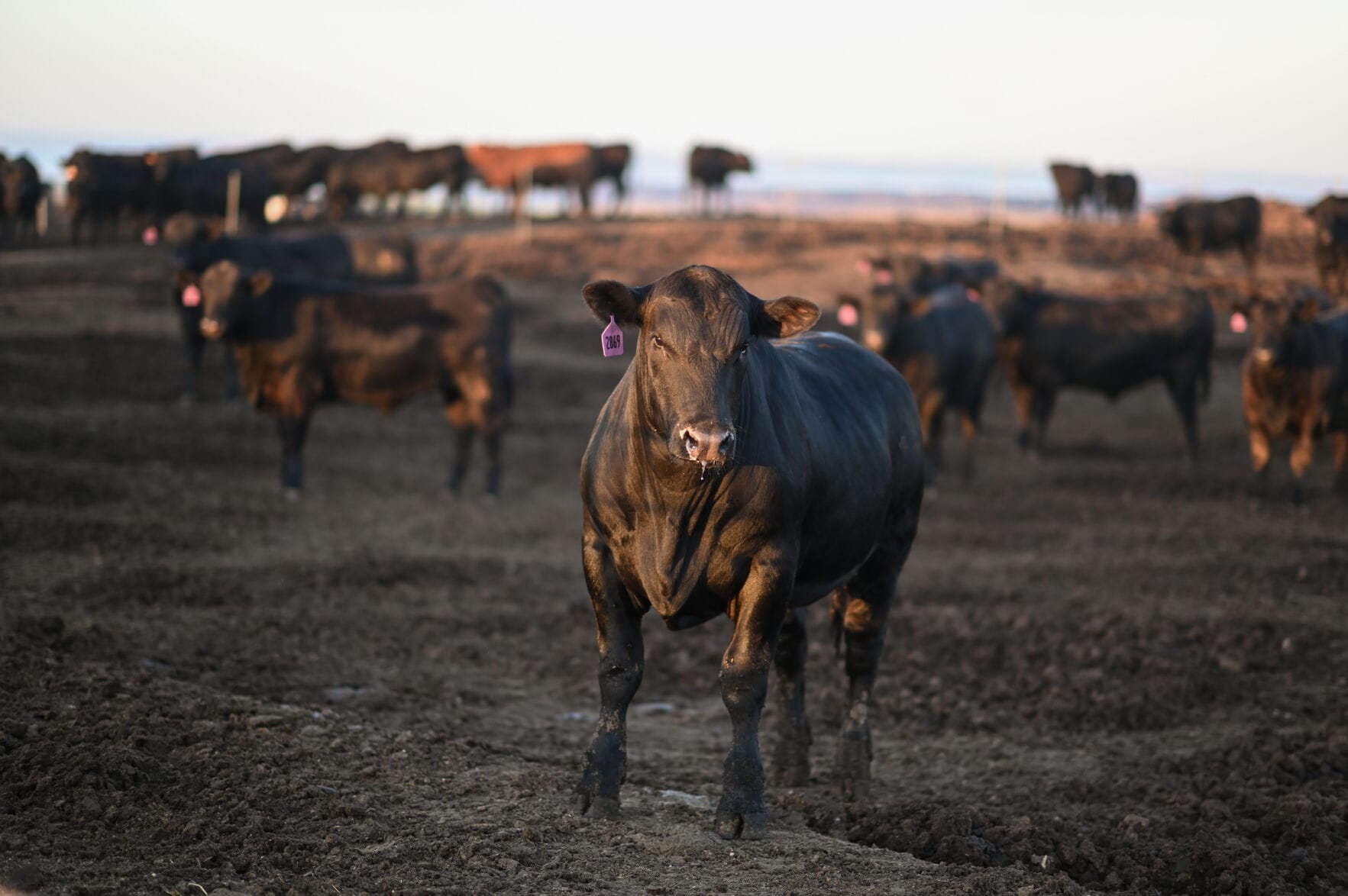 NE governor asks for indemnity adjustment on cattle losses