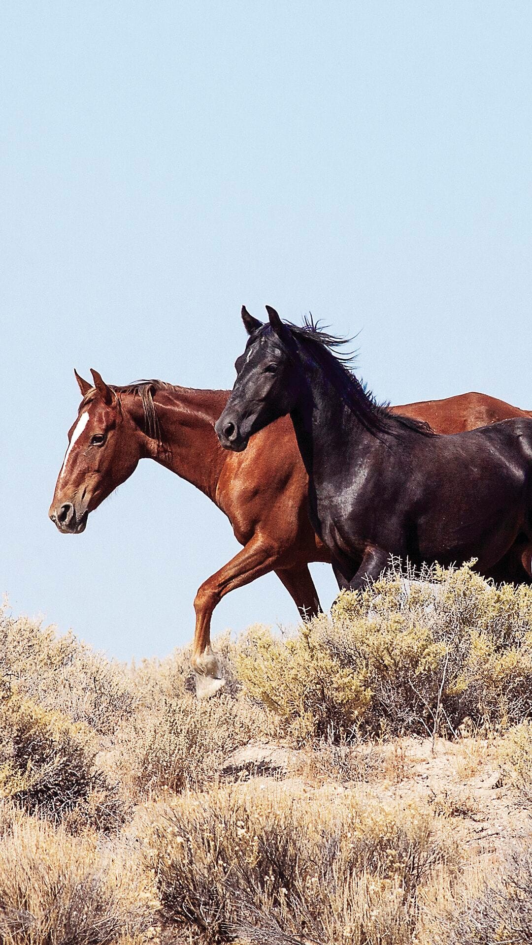 Mono Lake area horse removal planned