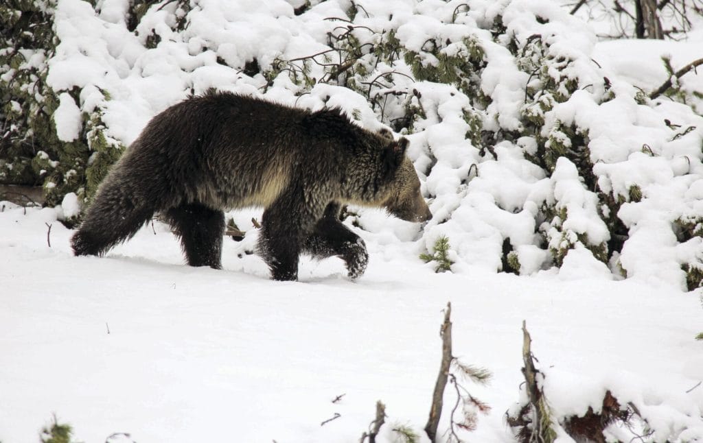 MT Fish and Wildlife Commission sued over black bear quotas