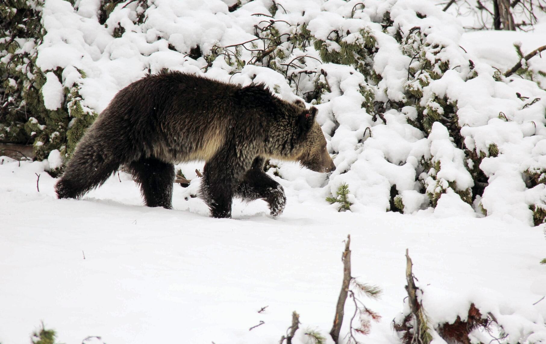 MT Fish and Wildlife Commission sued over black bear quotas 