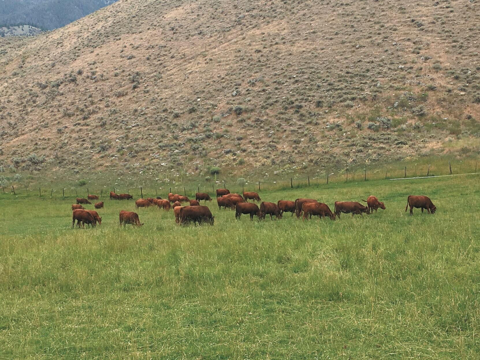 Several reasons for slow herd expansion
