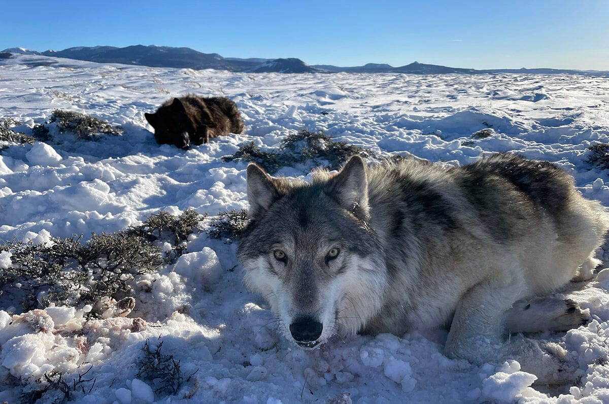 63 Wolves Resource Science: Black and gray wolves and the ESA | Western Livestock ...