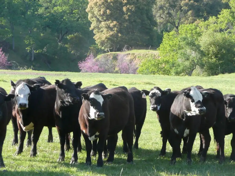 Maximize profit potential for replacement heifers