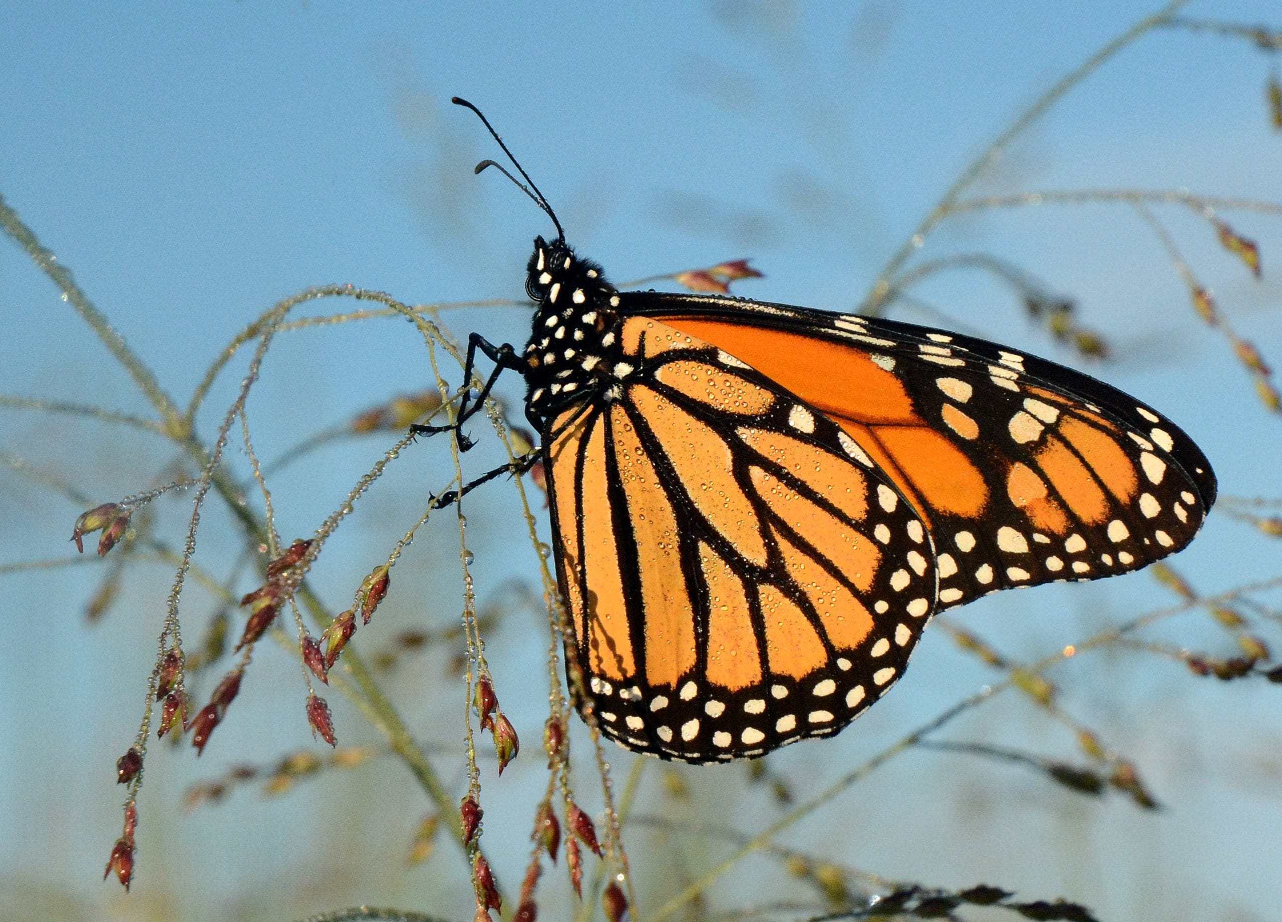 Federal officials weigh ESA listing for monarch butterfly