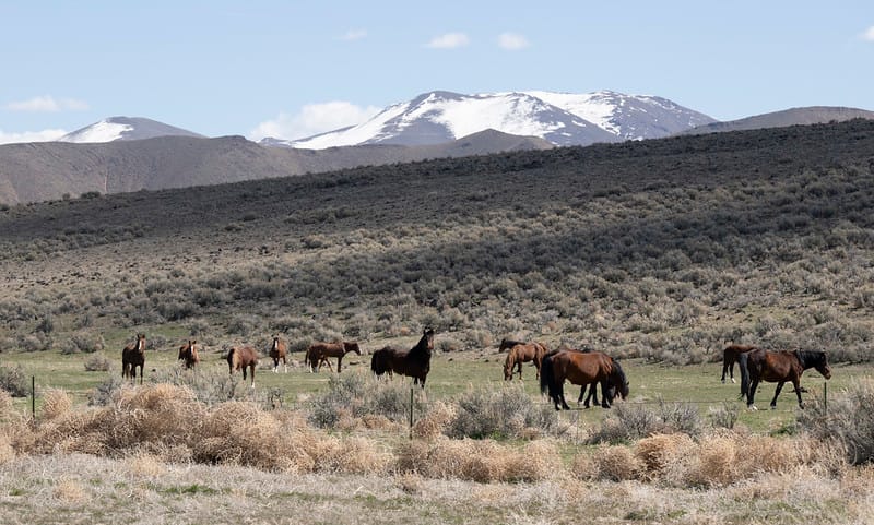 BLM seeks input on Lahontan horse gather