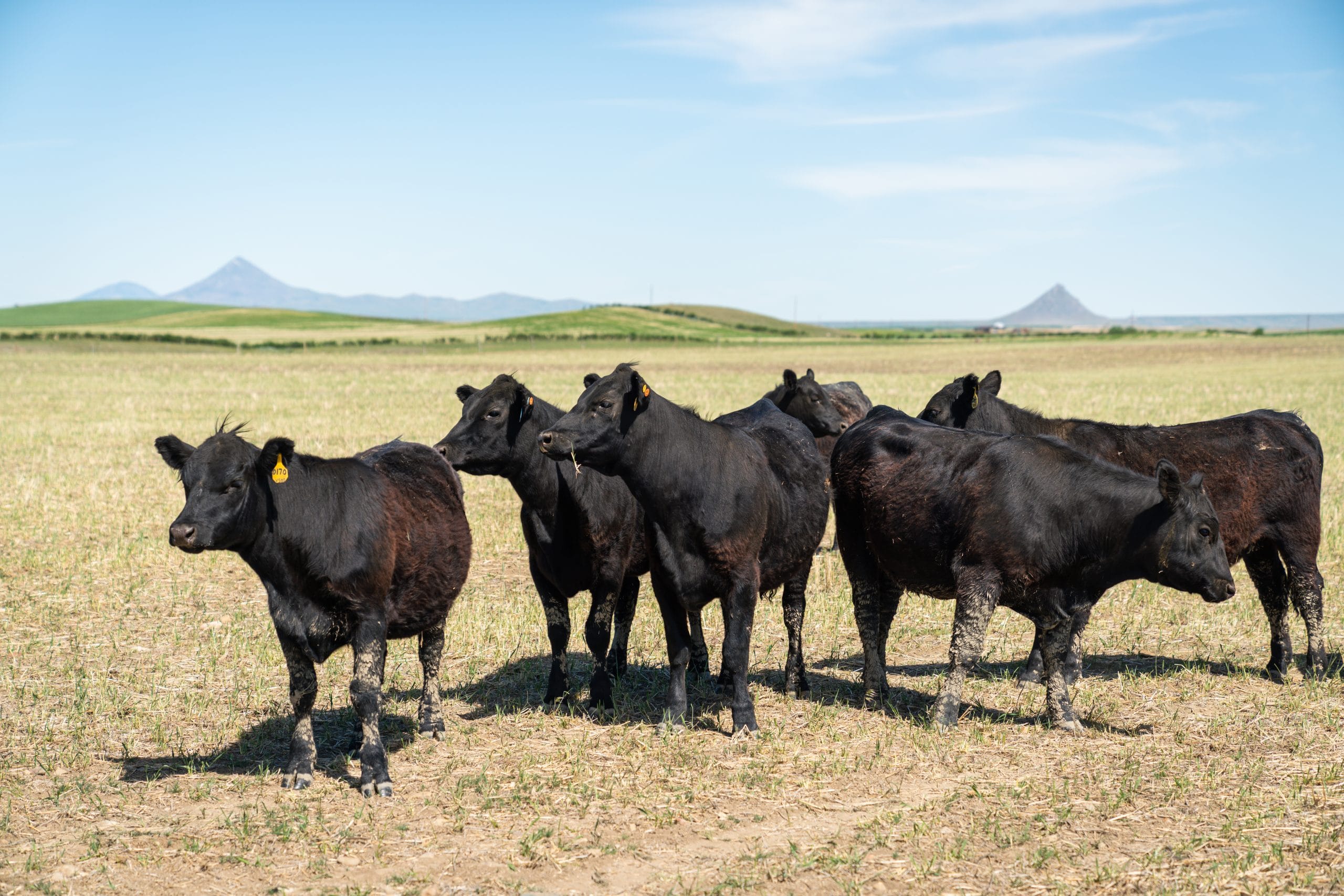 Building better genotypes with selection and mating