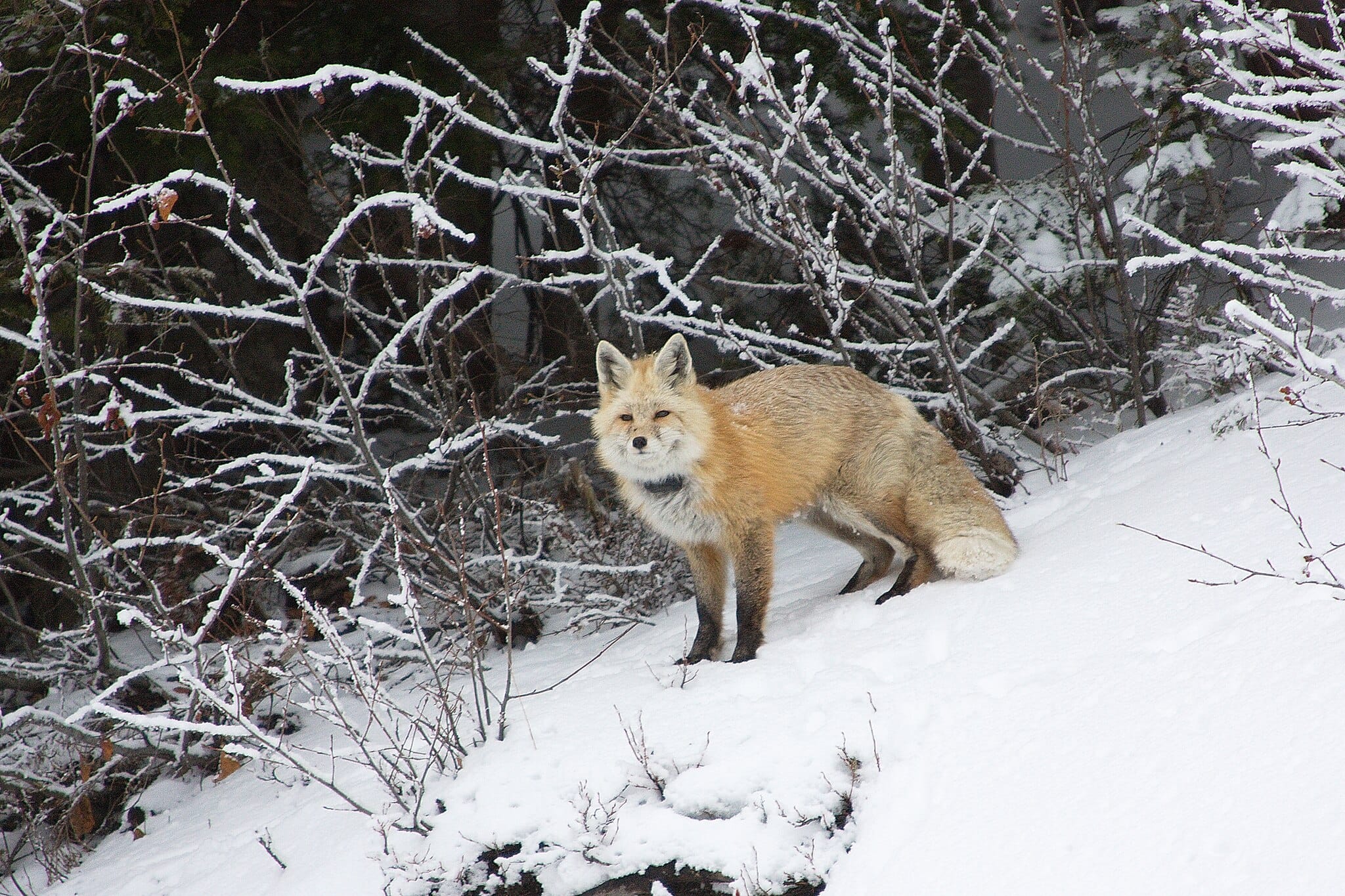 Petition to protect WA red fox