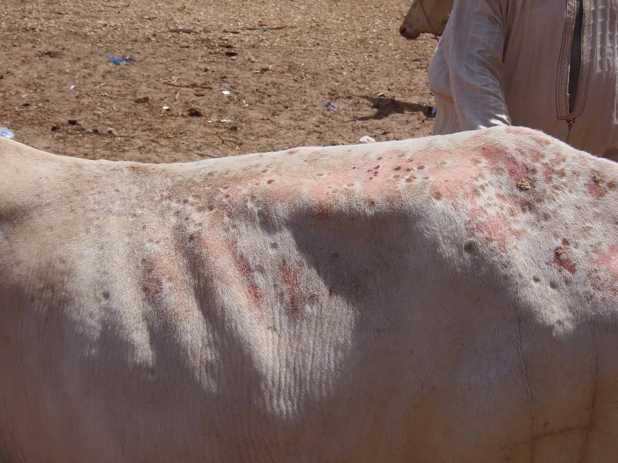 Lumpy skin outbreak in South Sudan