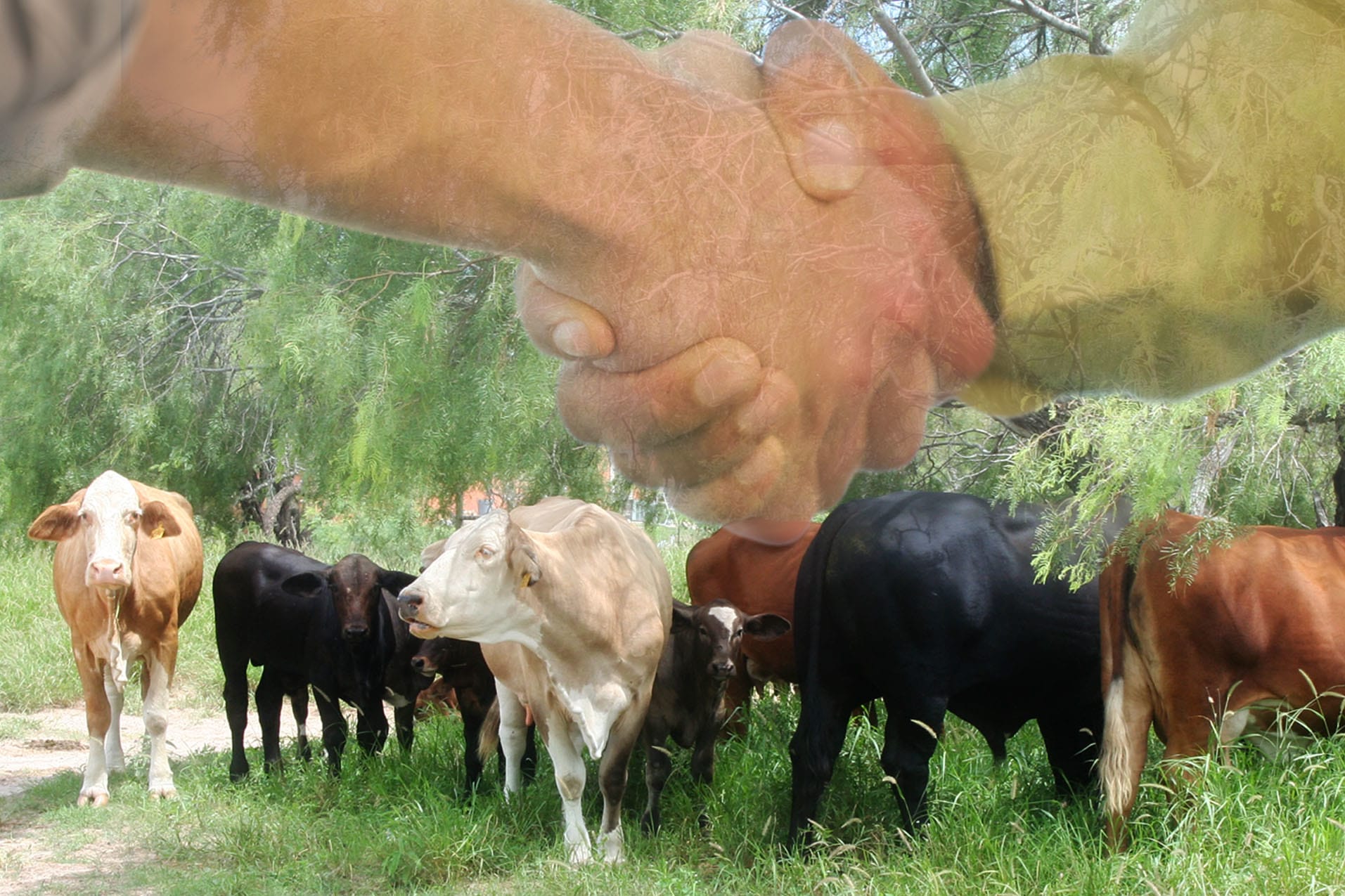 Guest Opinion: MSGA calls for cattle industry unity