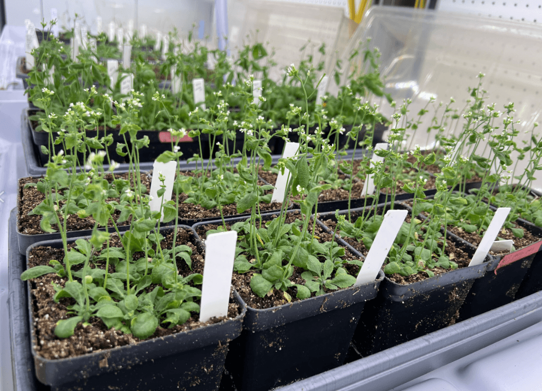 Identifying a potential target to regulate gene expression