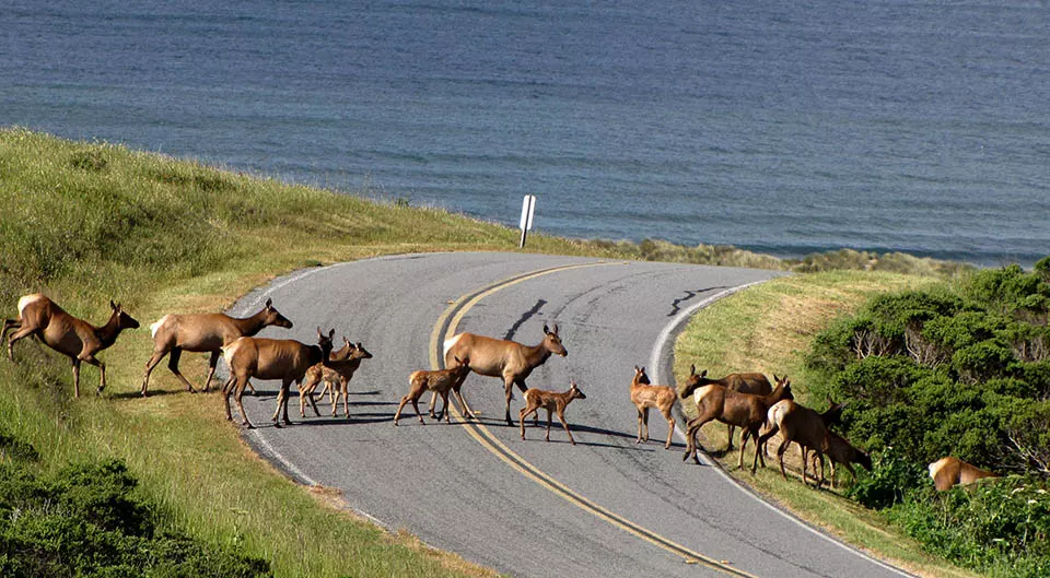 The Nature Conservancy to receive $10M grant for Point Reyes