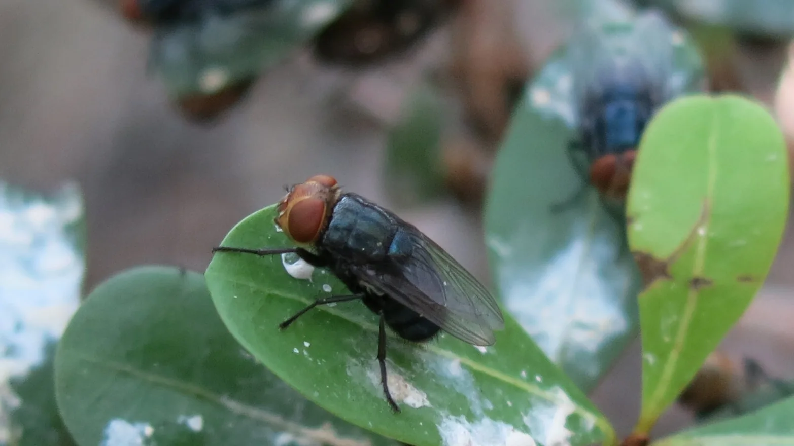 USDA funds NWS projects amid more cases