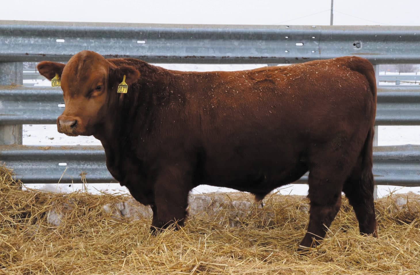 Planning, self-evaluation are key to successful sire selection