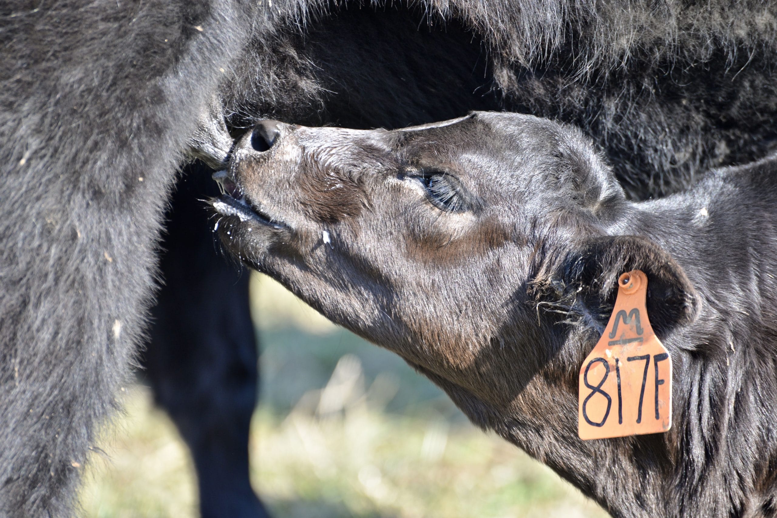 An examination of Milk EPD