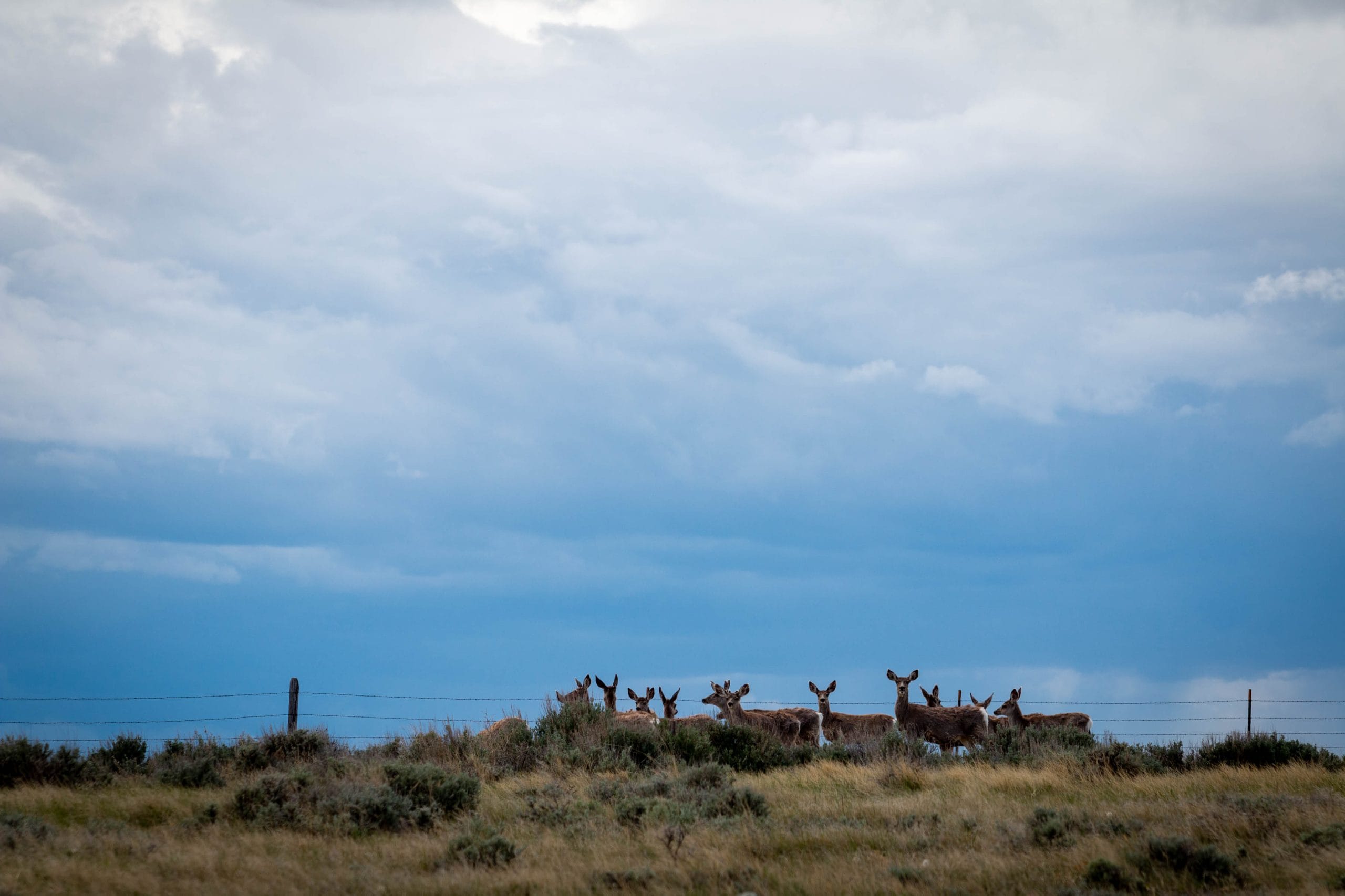 They think they’re just ranching