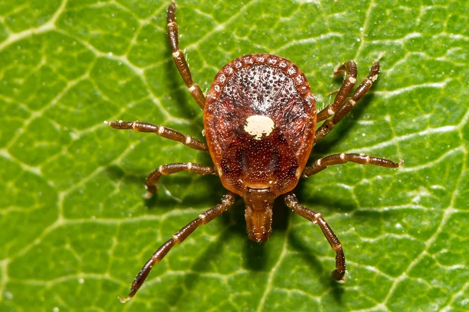 Meat allergy from ticks framed as a moral good in paper