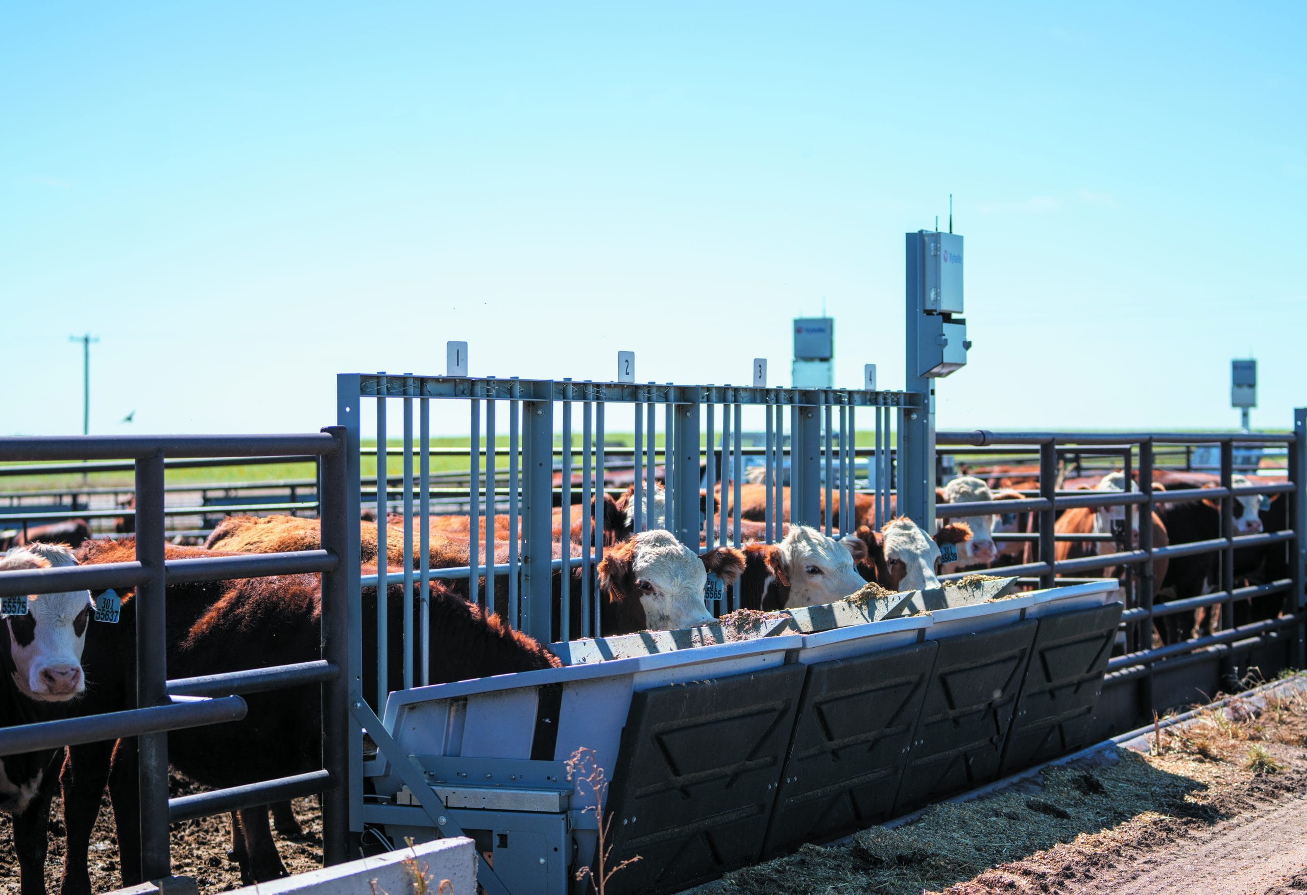 NRSP powers Hereford genetic improvement