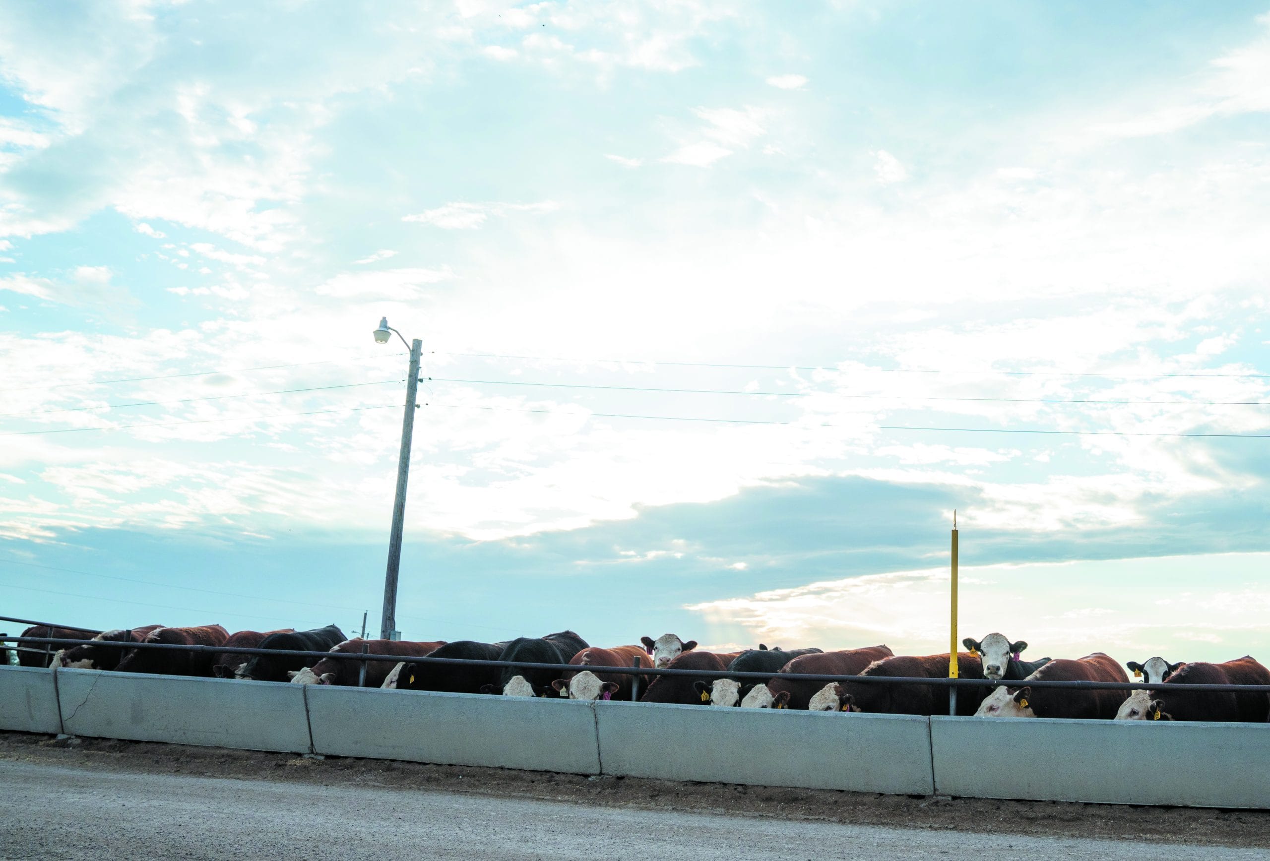 Hereford genetics add marketing flexibility
