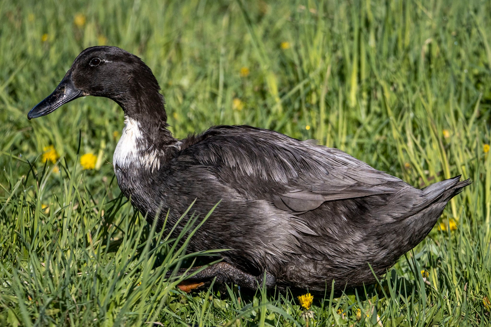 Rare bird flu strain reported in CA 