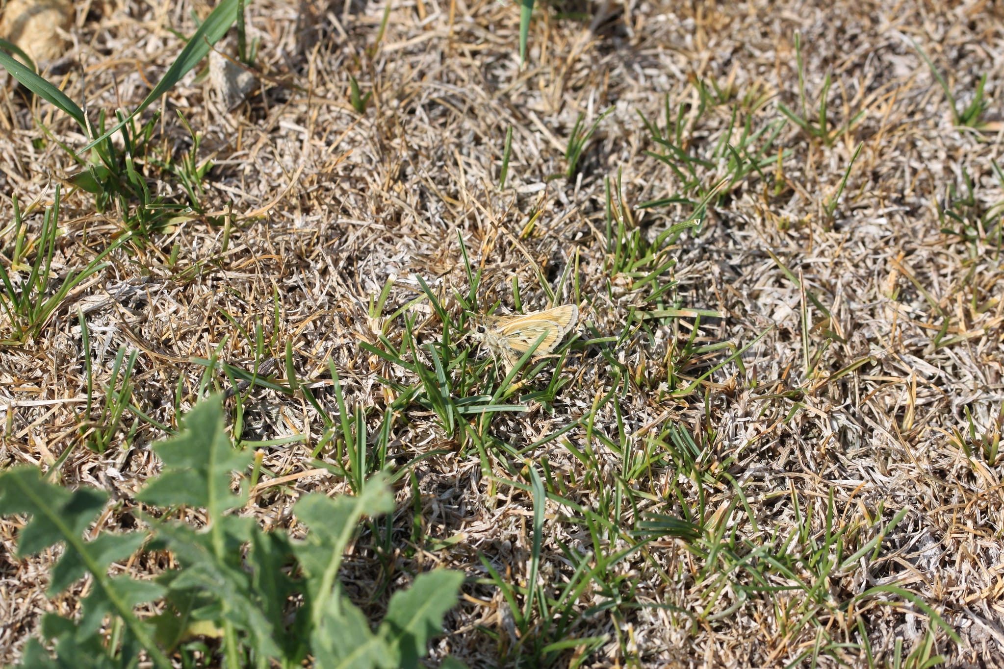 NV butterfly proposed for ESA protections