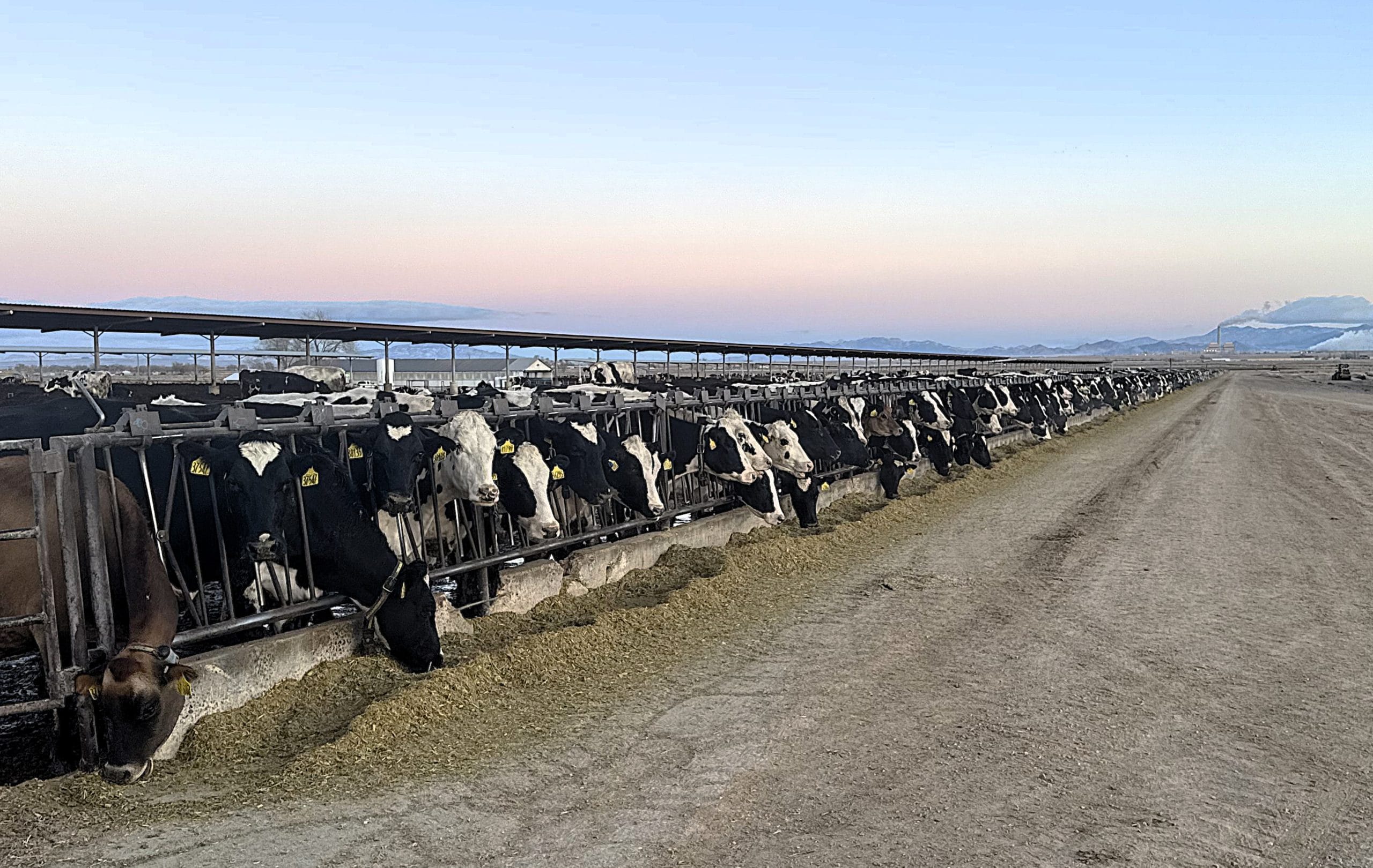 North Dakota dairy farm plans to add processing