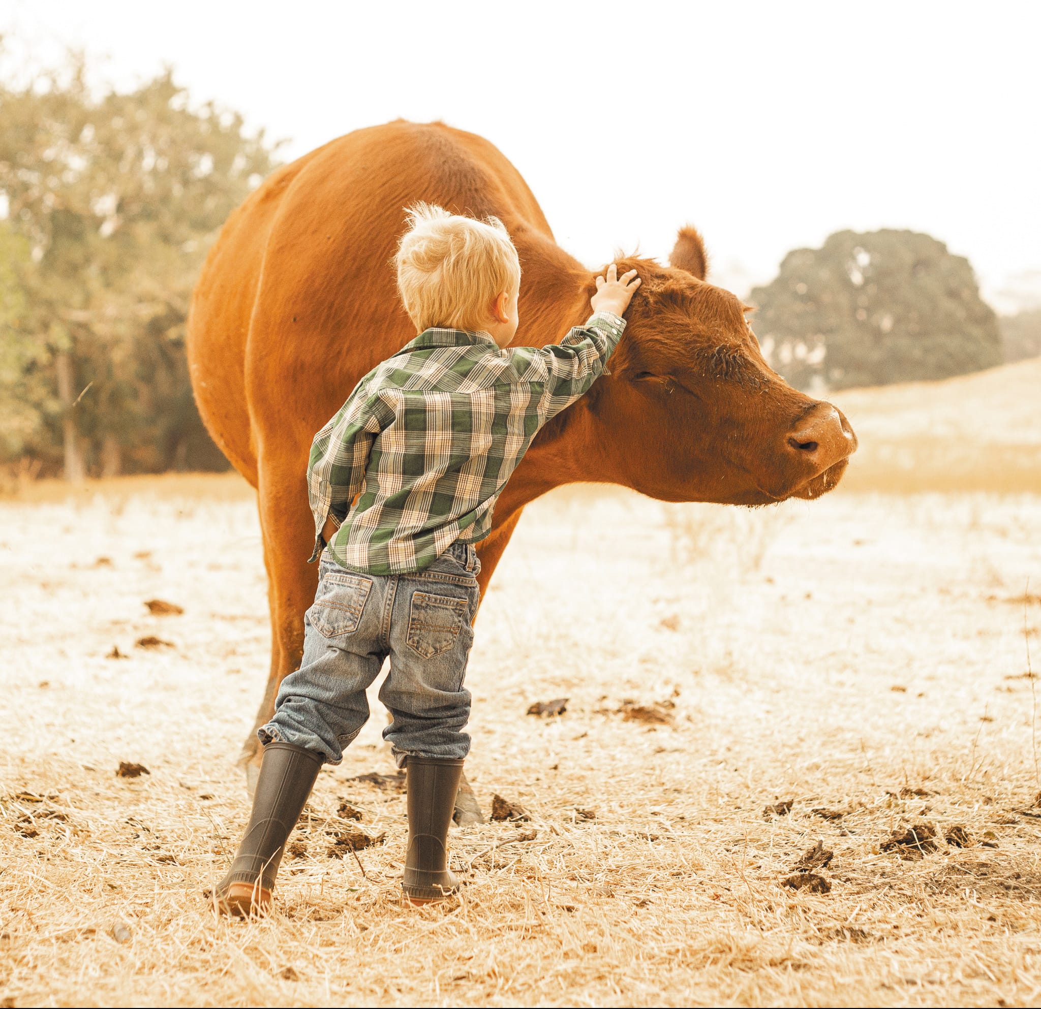 Four reasons to use Red Angus