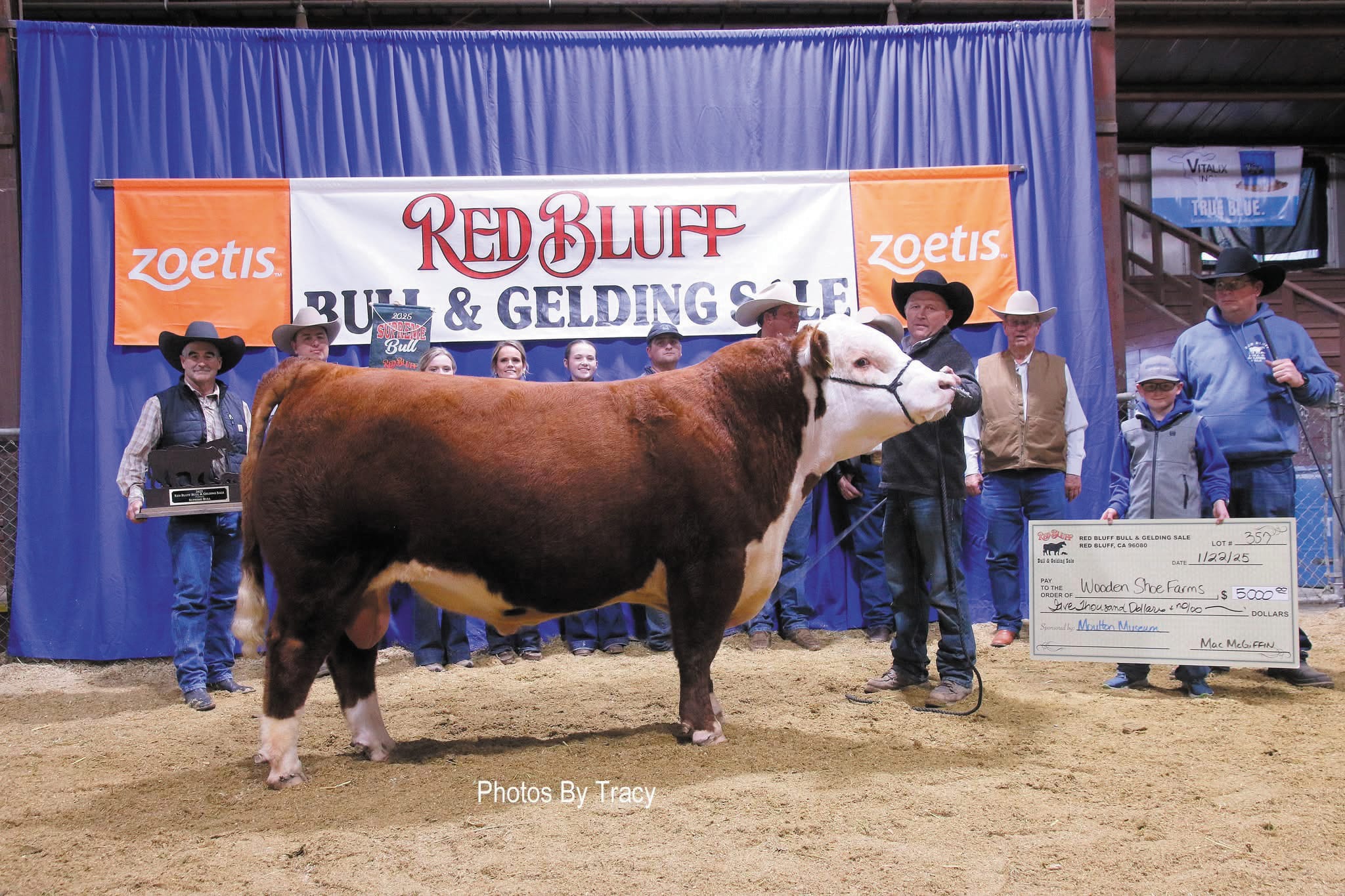 The 2025 Red Bluff Bull and Gelding Sale champions