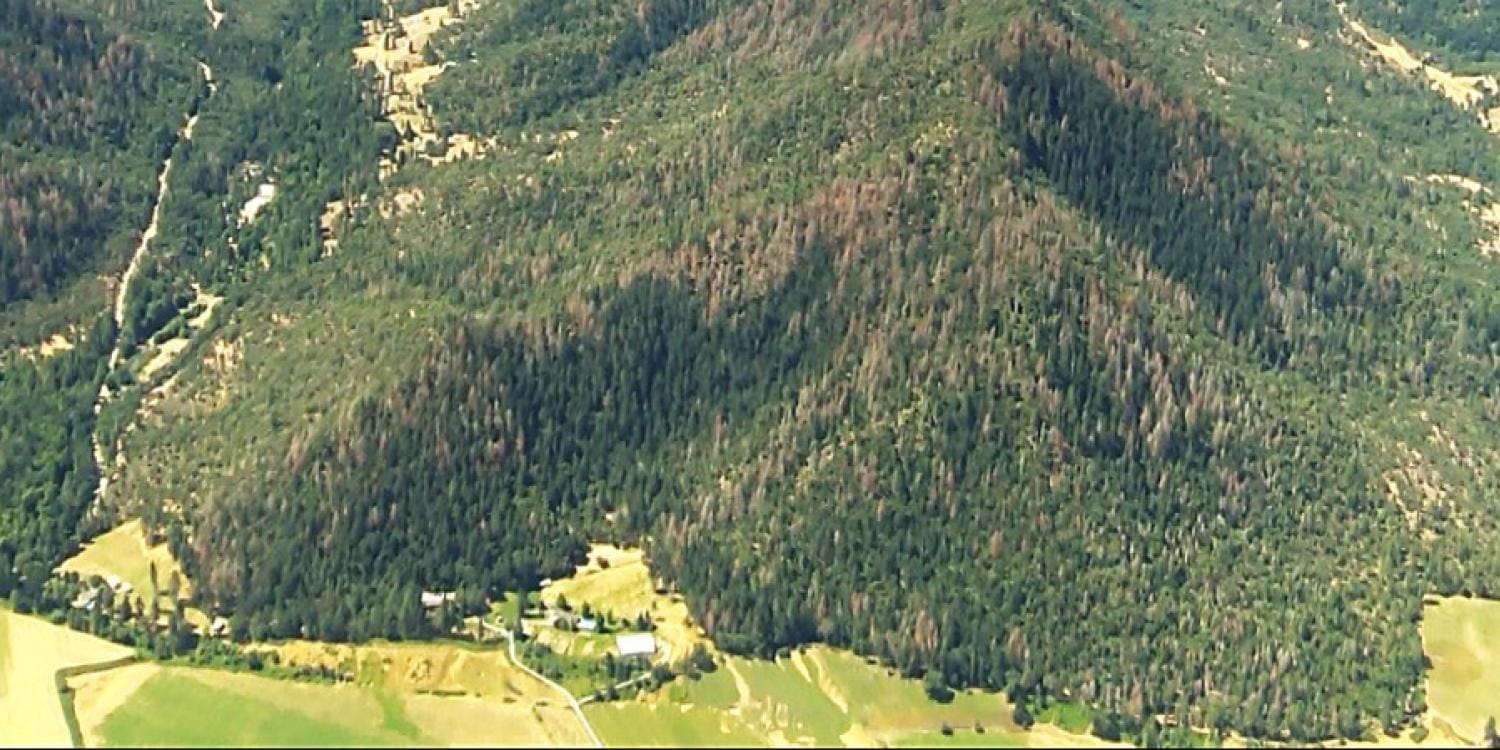 Key factors in Douglas fir decline in Klamath Mountains