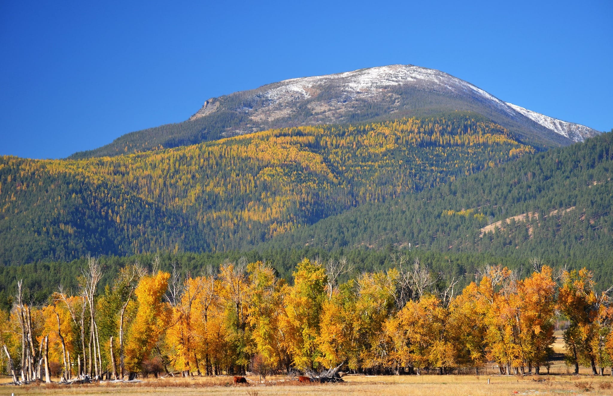 Bitterroot National Forest hits brakes on thinning, prescribed burning project