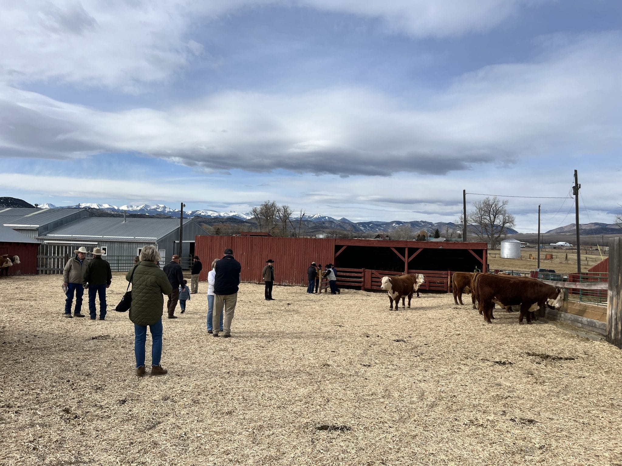Cooper Hereford Ranch Production Sale Report: Willow Creek, MT (March ...