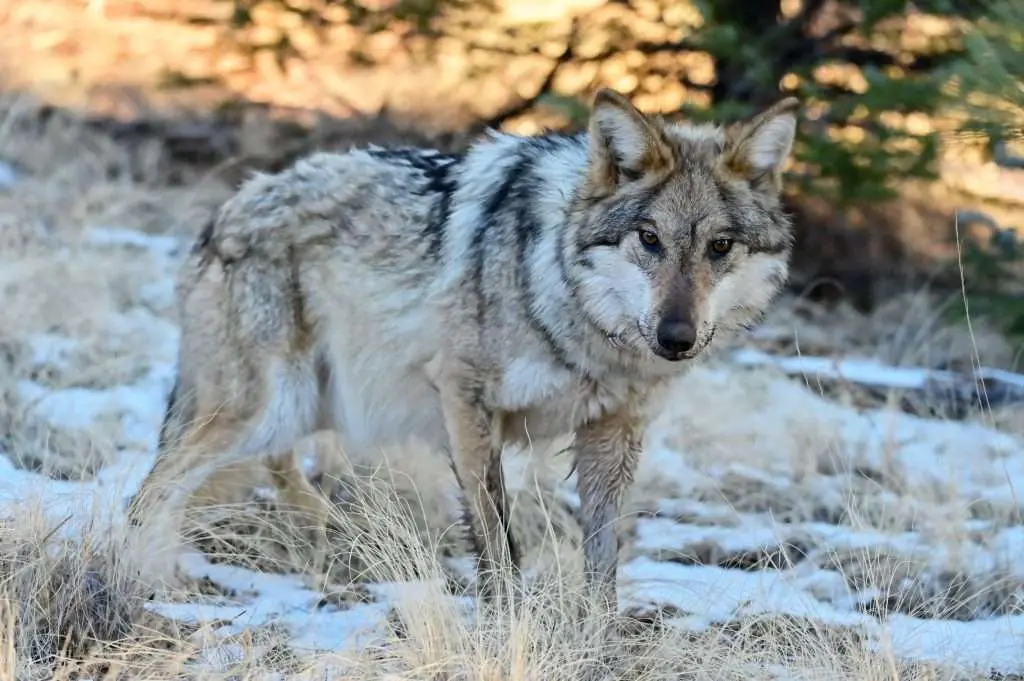 Resource Science: Do we need more wolves and bigger wolves?