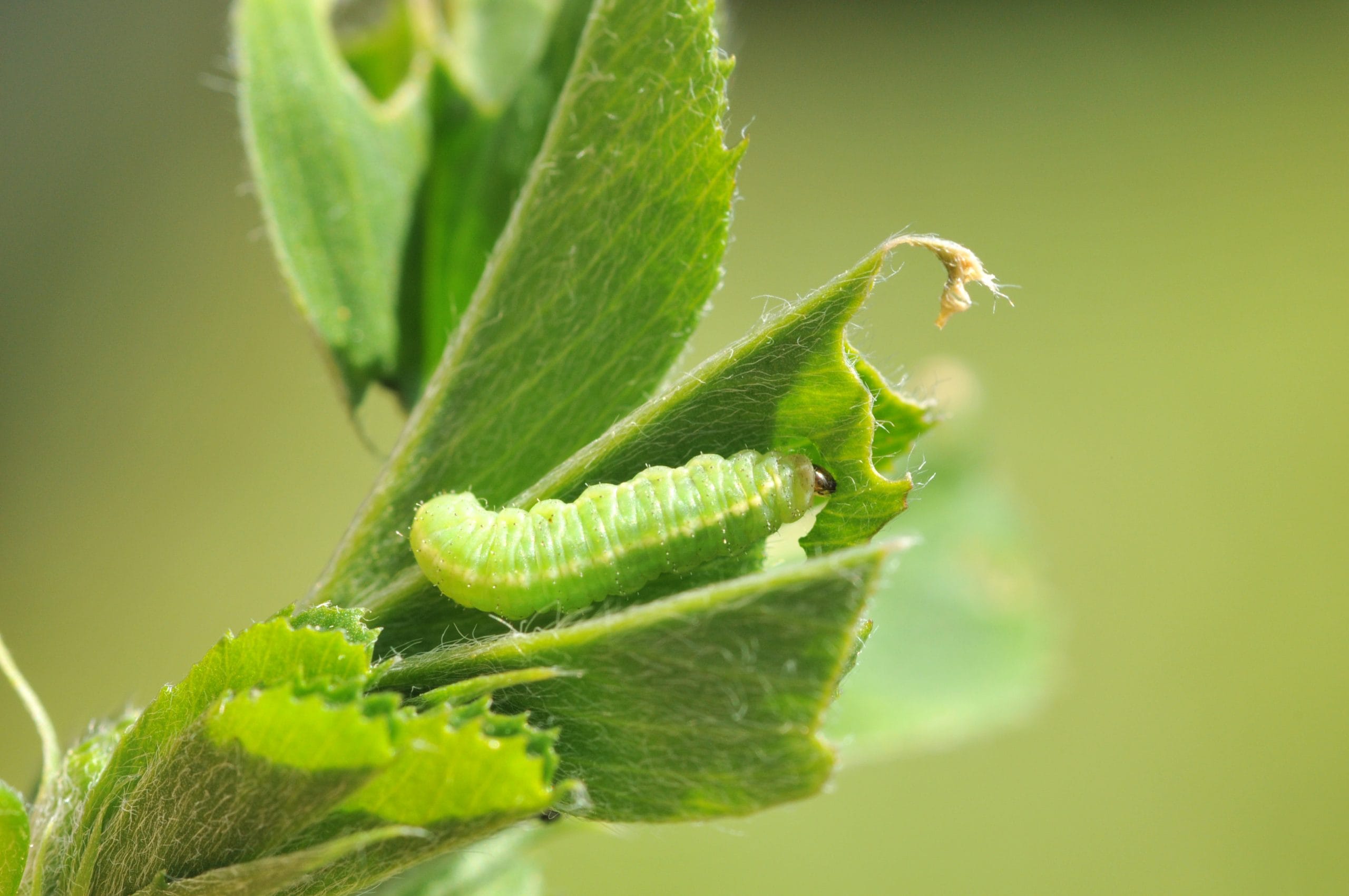 Alfalfa weevil feeding on regrowth