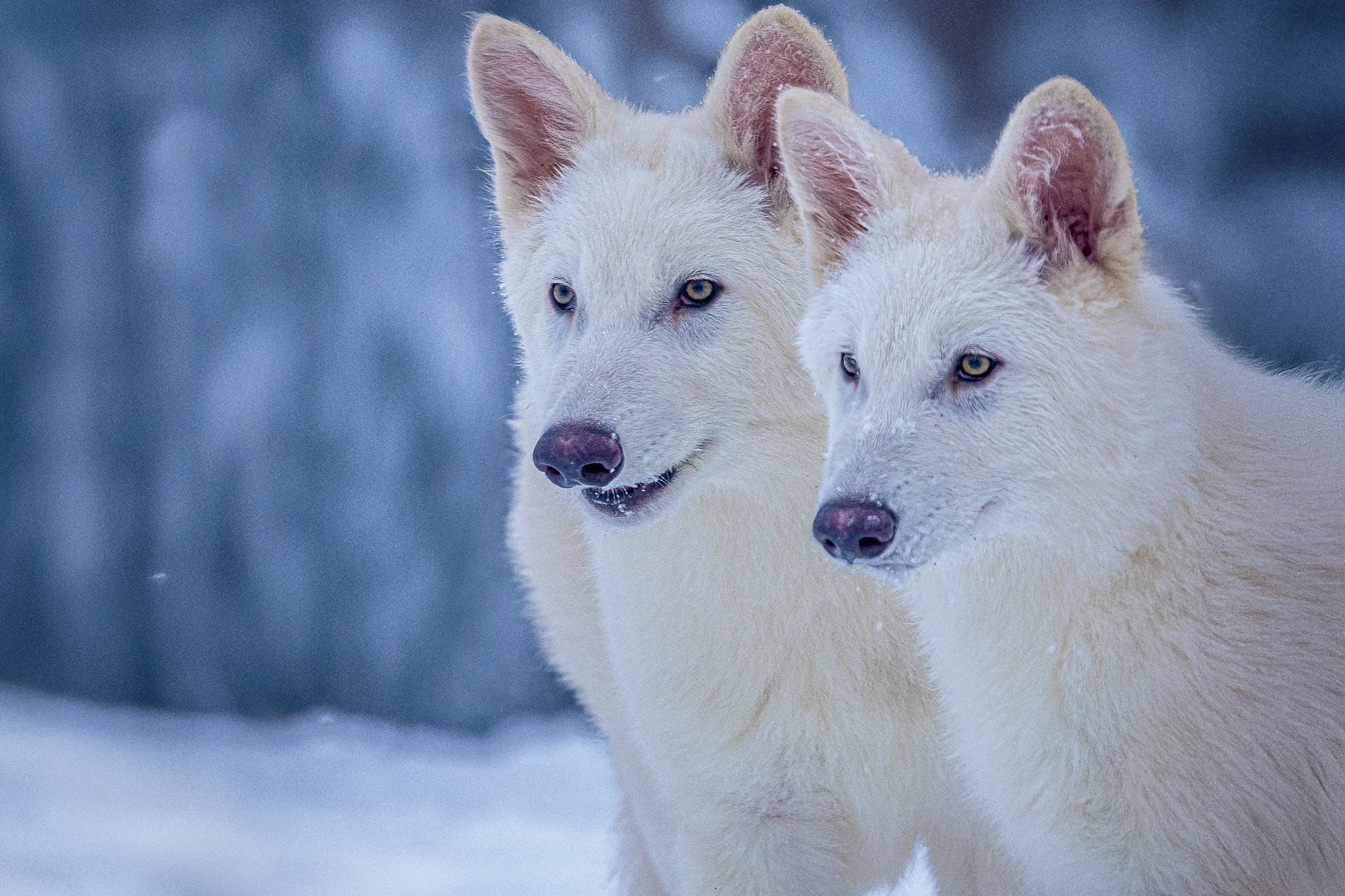 Resource Science: What is a dire wolf?