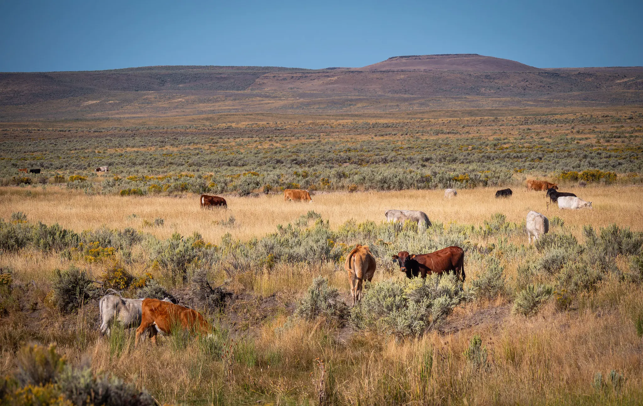 Interior seeks input on modernizing grazing regs